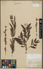 Foto von Salix purpurea L. x Salix viminalis L.